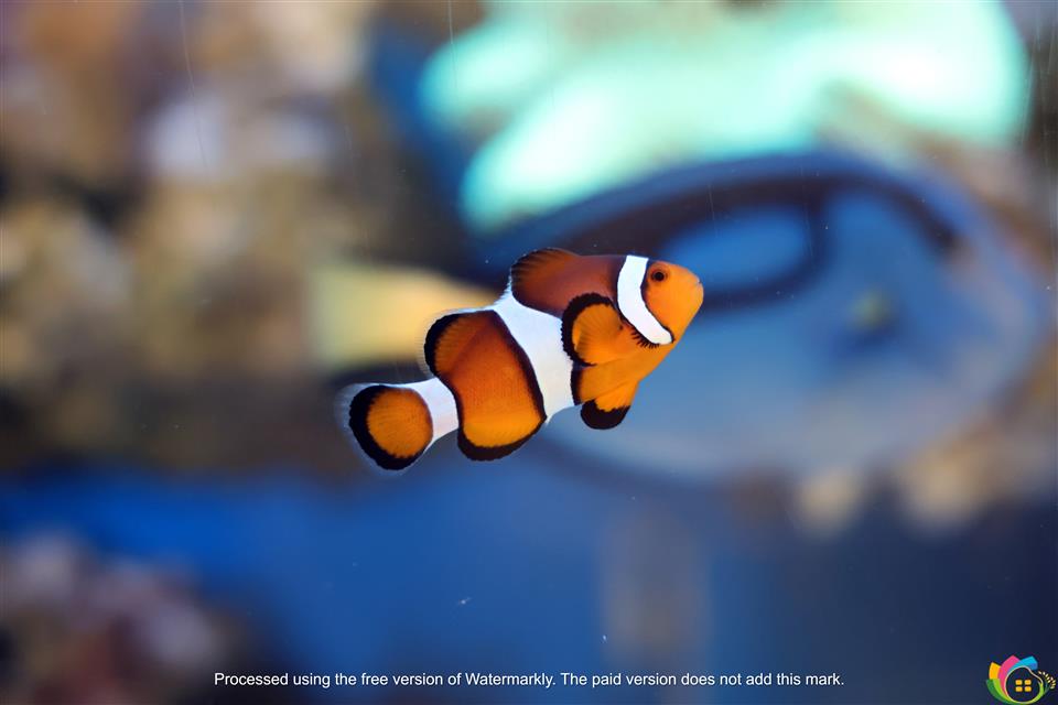 小丑魚