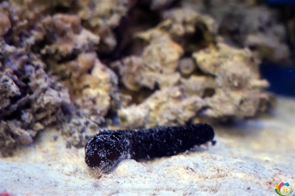 海參
