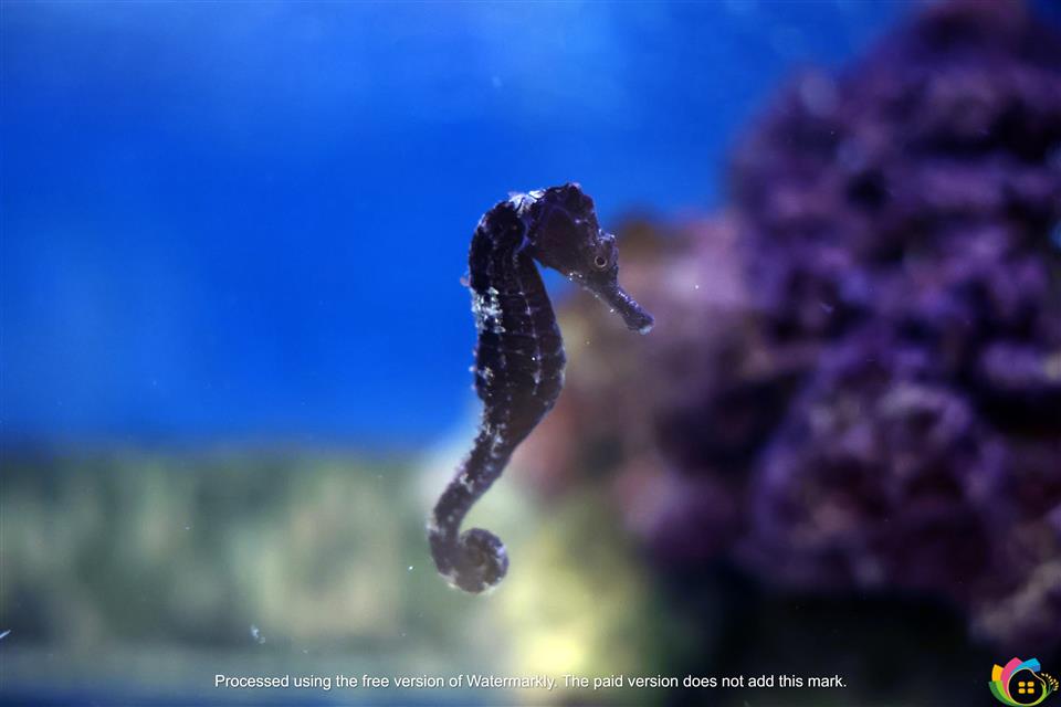 海馬
