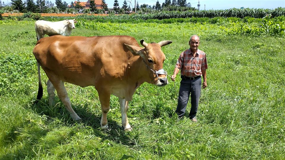 全國唯一海牛文化 拜訪芳苑養牛達人