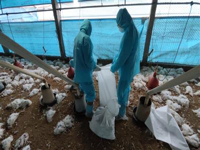 彰化縣防堵禽流感 完成芳苑鄉蛋中雞場撲殺清場消毒工作