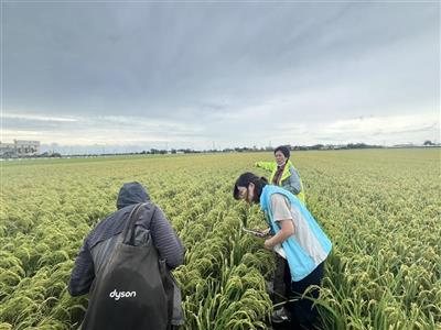 分秘夜蛾現蹤南彰化稻田，彰化縣政府籲請農友加強防治