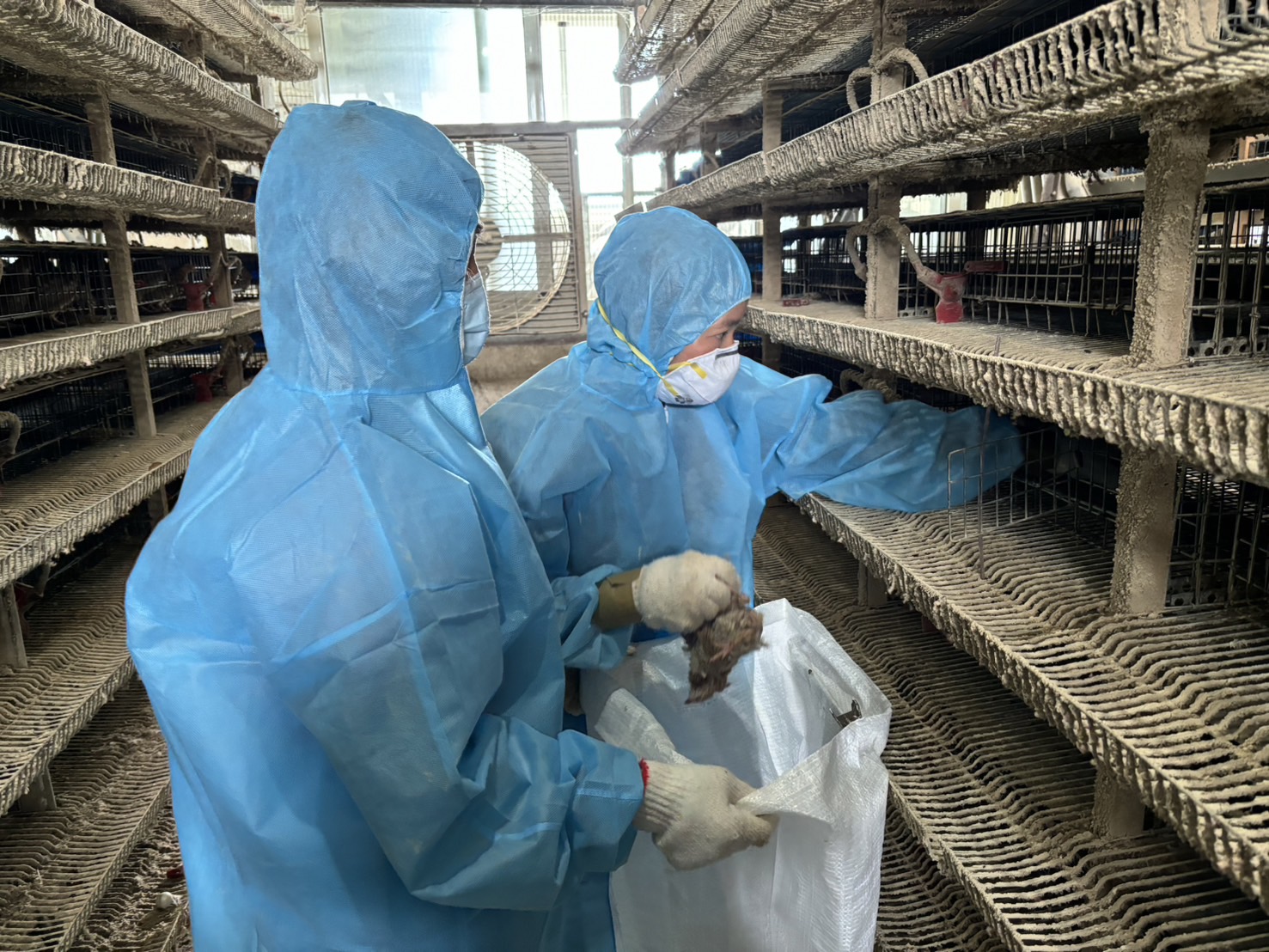 縮圖：彰化縣防堵禽流感 完成鹿港鎮鵪鶉場撲殺清場消毒工作 