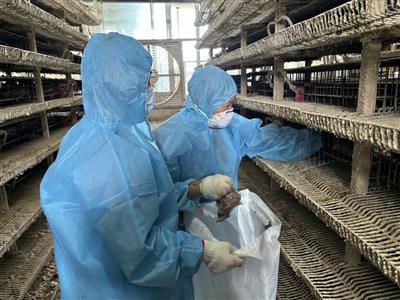 彰化縣防堵禽流感 完成鹿港鎮鵪鶉場撲殺清場消毒工作 