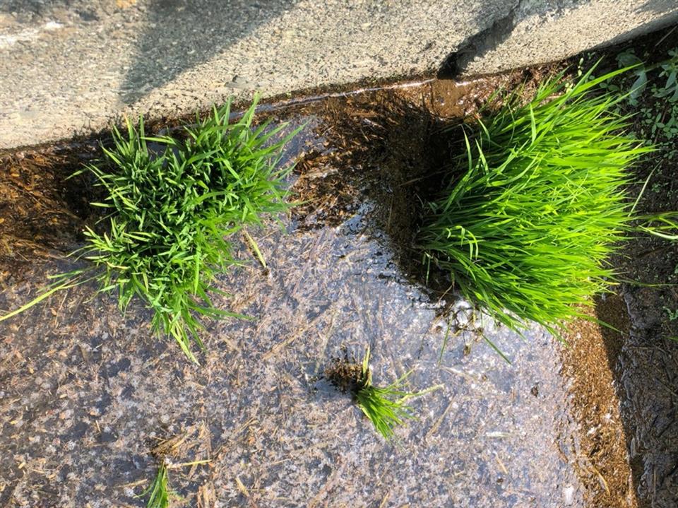 圖彰化地區二期稻之稻熱病、褐飛蝨發生警報 彰化縣政府呼籲農友加強防治、避免損失