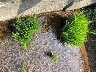彰化地區二期稻之稻熱病、褐飛蝨發生警報 彰化縣政府呼籲農友加強防治、避免損失
