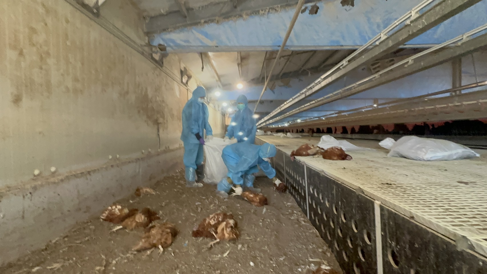 縮圖：彰化縣防堵禽流感 完成芳苑鄉蛋雞場撲殺清場消毒工作