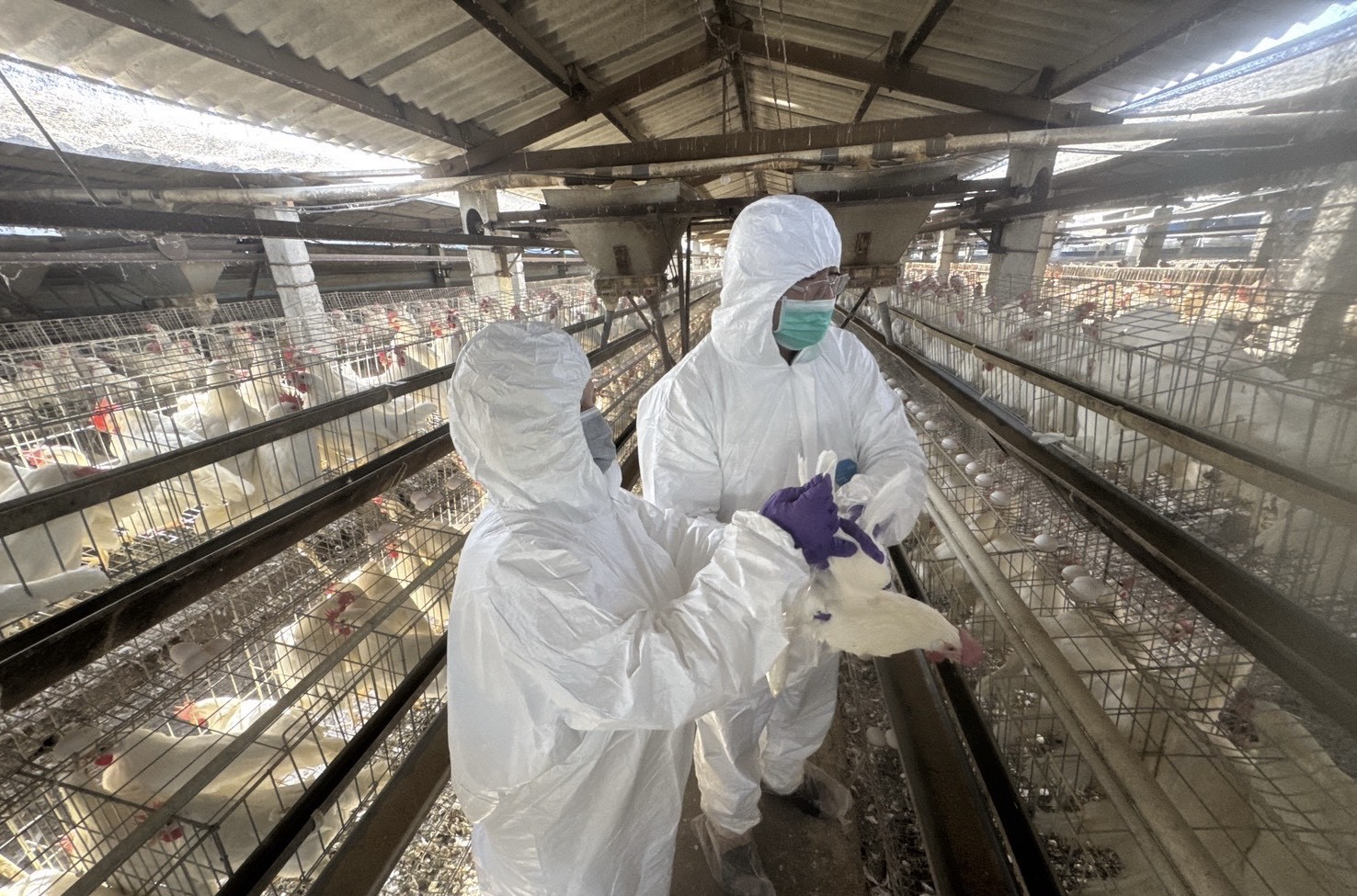 圖彰化縣啟動蛋雞場「芬普尼全面採樣監測」 守護食安 第一階段採樣15場高風險場