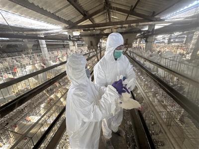 彰化縣啟動蛋雞場「芬普尼全面採樣監測」 守護食安 第一階段採樣15場高風險場