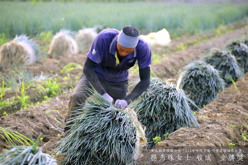 彰化縣溪湖鎮公所「113年咩咩羊葡·可愛溪湖攝影比賽」得獎名單公布