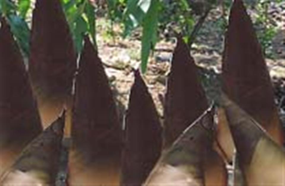 竹筍