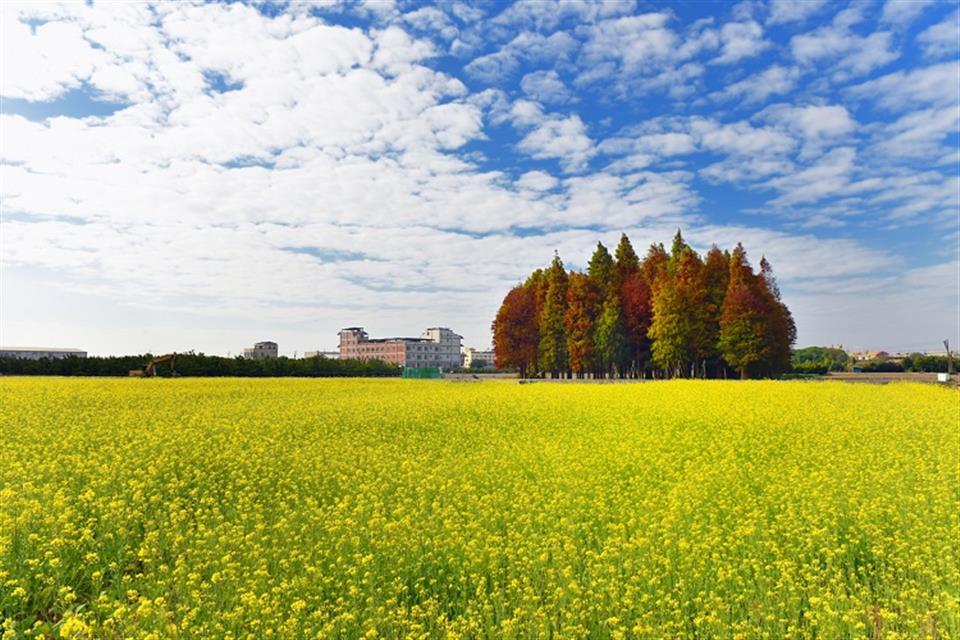 【黃金花田-金兔迎新春】南區公園旁油菜田花海營造