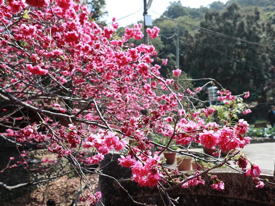 「櫻木花道 詩光茶宴」員林市湖水櫻花種植記者會