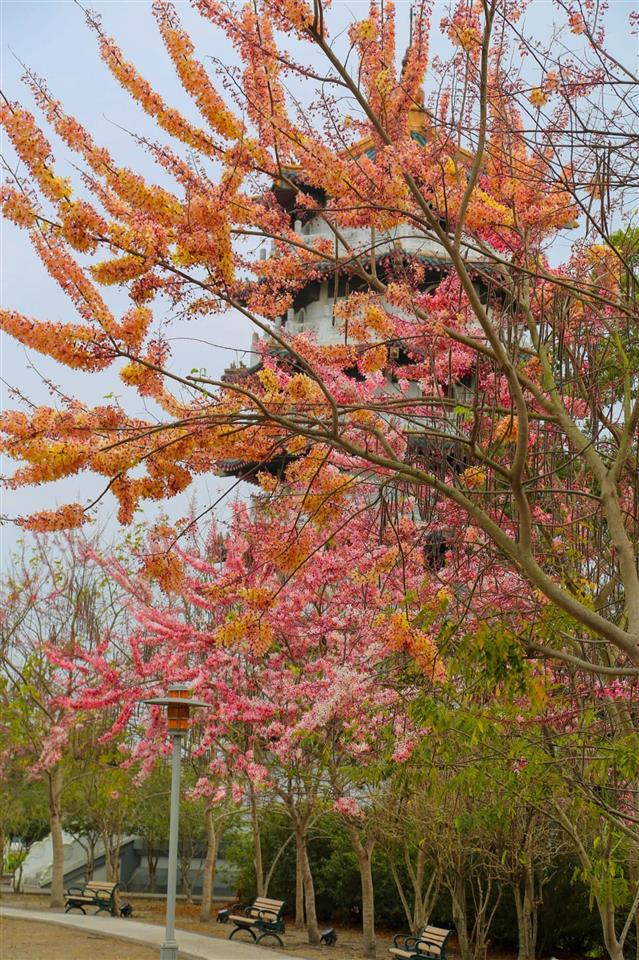 水之心公園花旗木花況(彰化版天元宮)歷年花況02