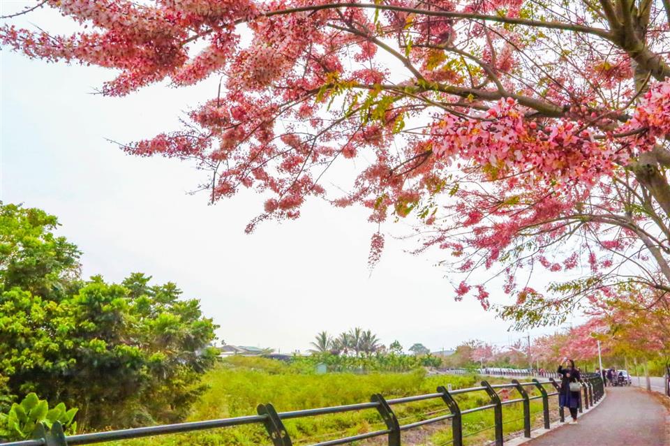 倡和村員集路鐵道櫻花歷年花況01