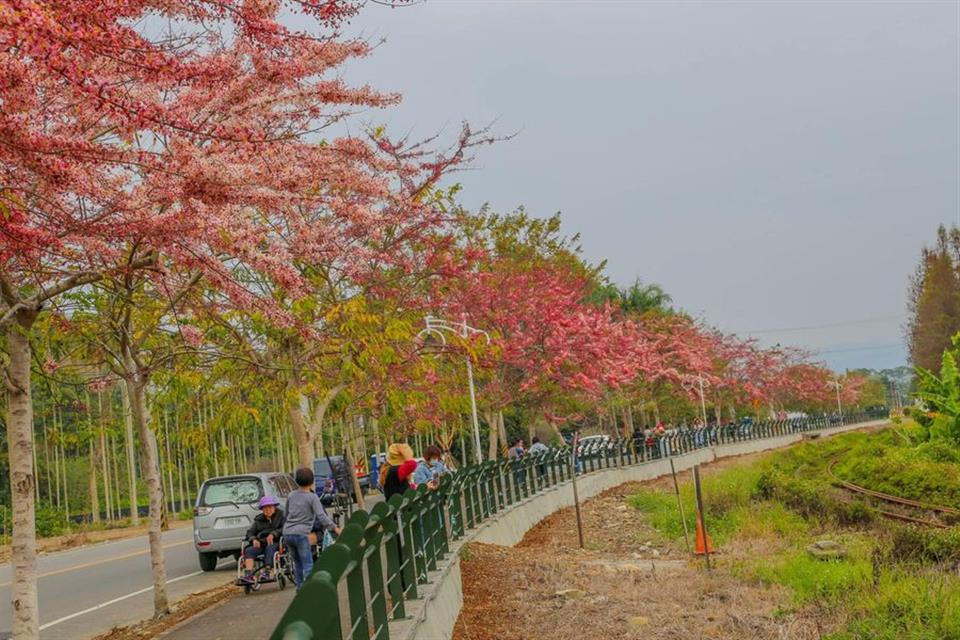 倡和村員集路鐵道櫻花歷年花況03