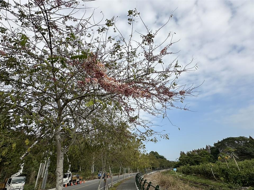 倡和村員集路鐵道櫻花1130223花況