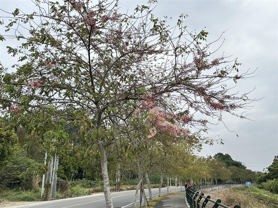 倡和村員集路鐵道櫻花1130227花況01