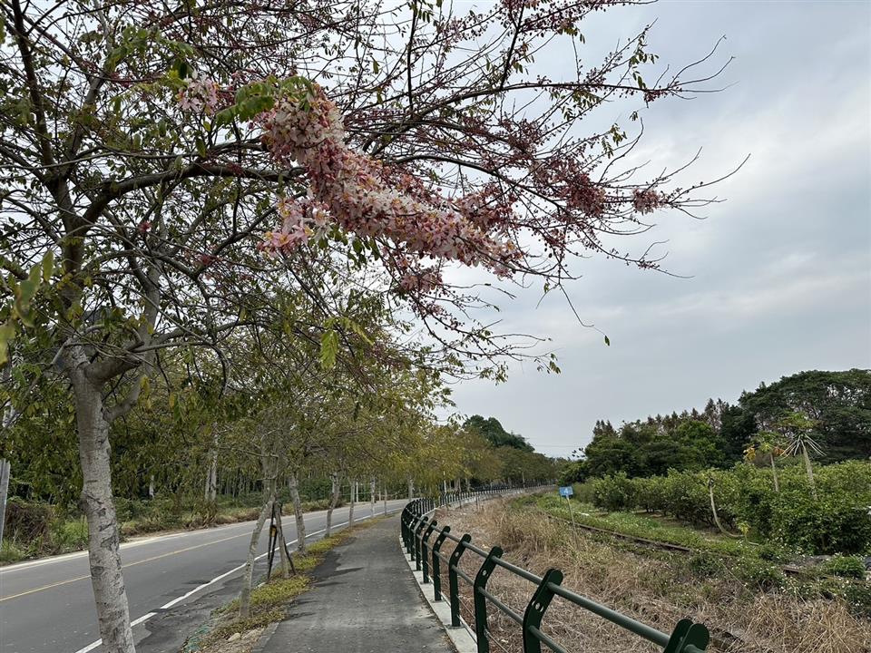 倡和村員集路鐵道櫻花1130227花況02