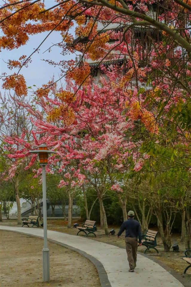 水之心公園花旗木花況(彰化版天元宮)歷年花況