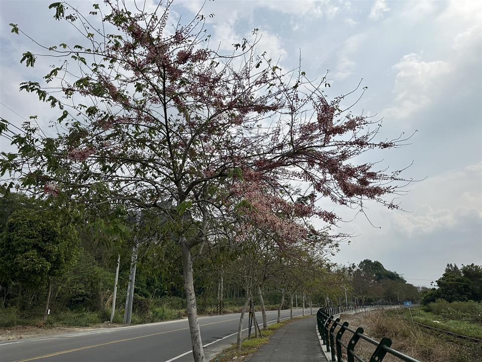 倡和村員集路鐵道櫻花1130306花況