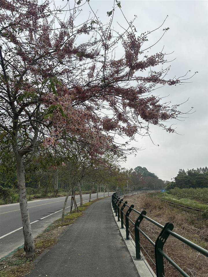 倡和村員集路鐵道櫻花1130311花況