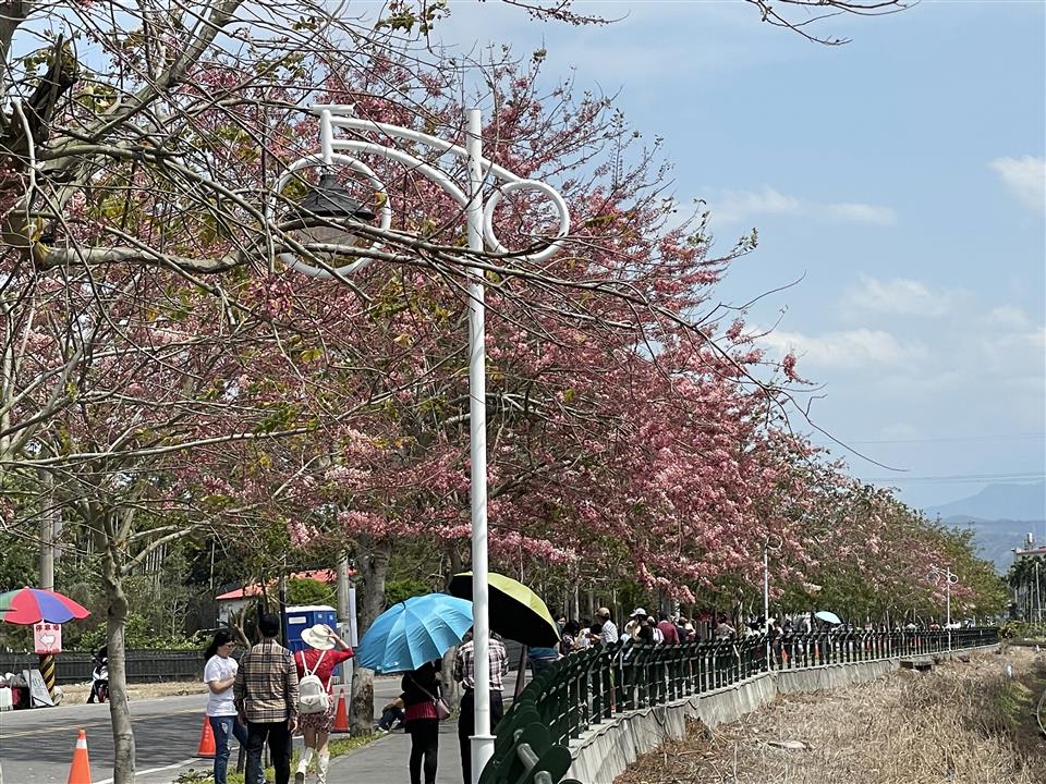 倡和村員集路鐵道櫻花1130323花況