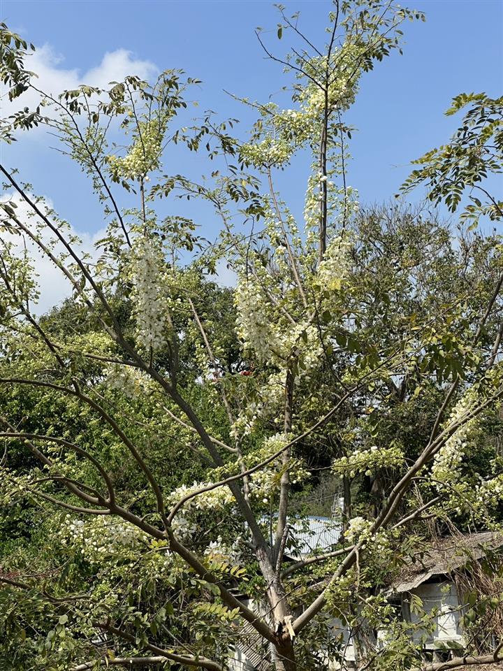 八堡圳公園鐵道櫻花1130325花況(白色花旗木)