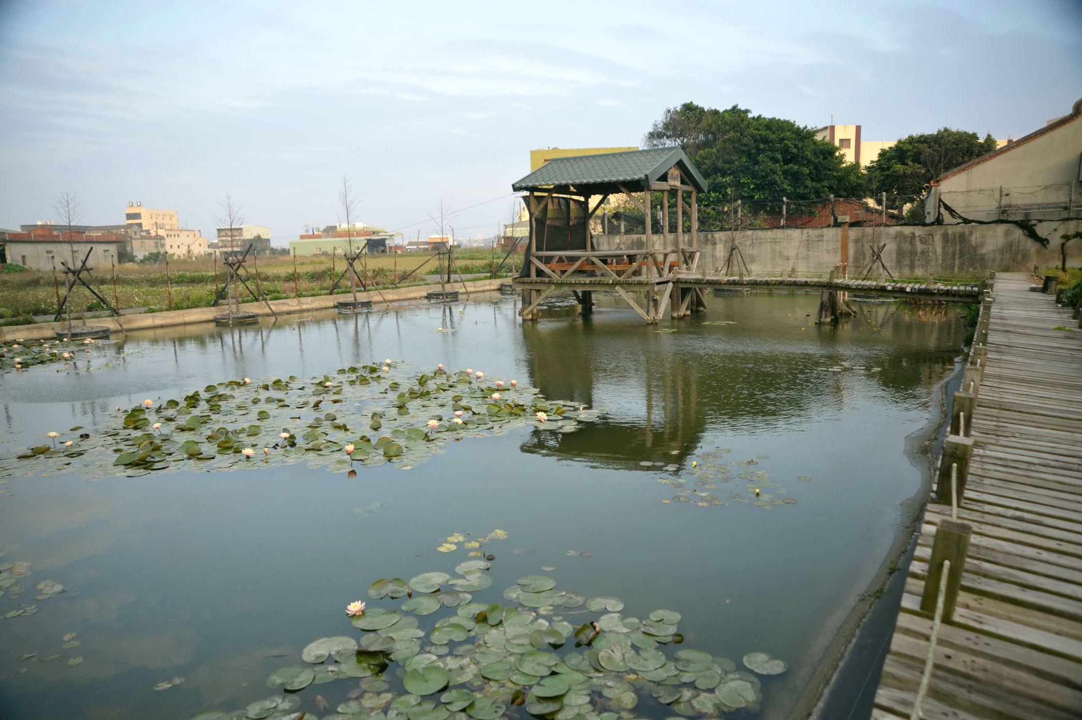 二港村二港村蓮花池涼亭