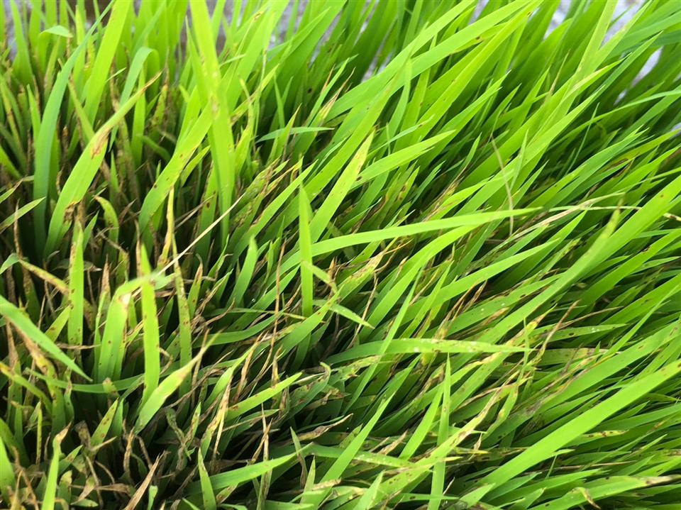 縮圖：水稻秧砧出現稻熱病病徵