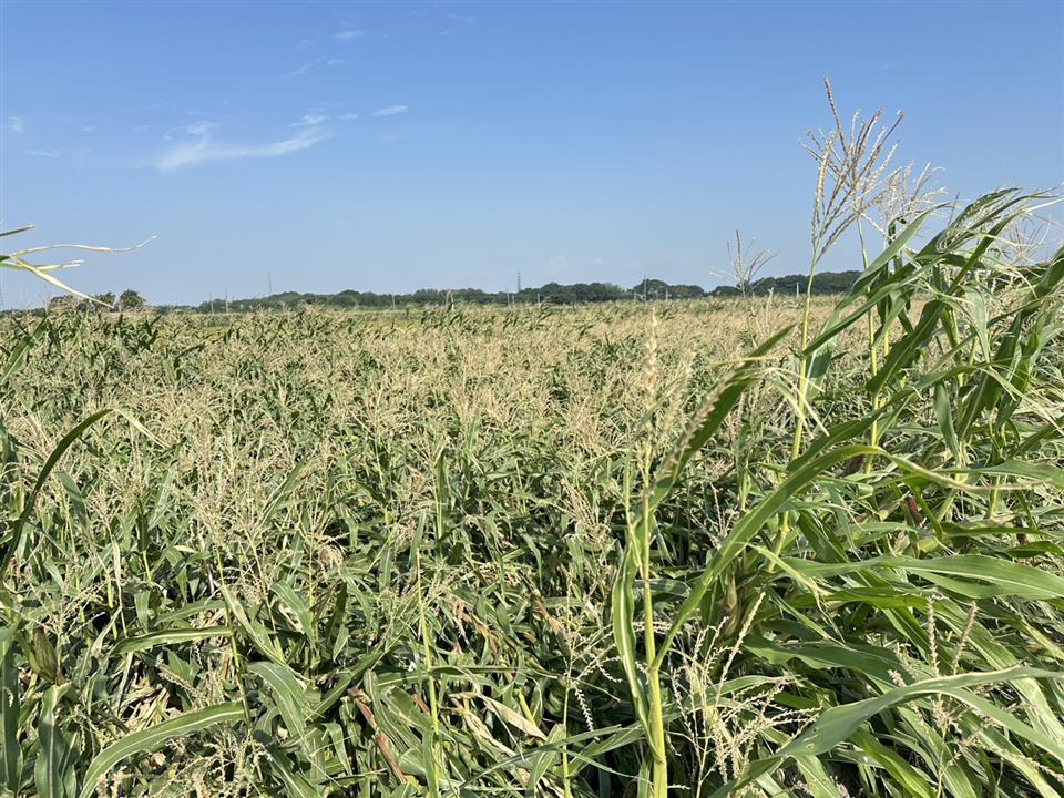 圖片來源：彰化縣政府