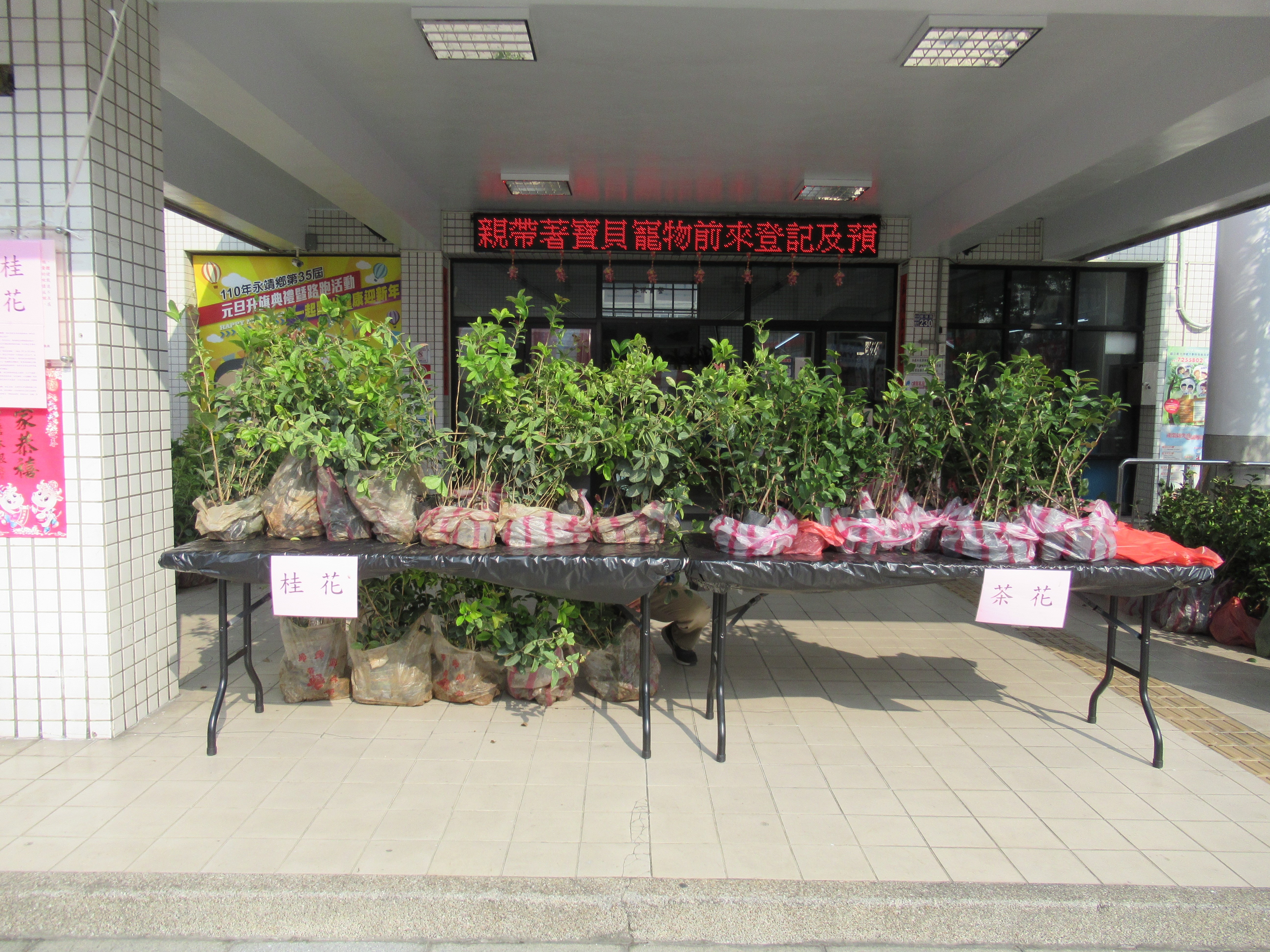 永靖鄉公所110年植樹月贈苗活動花絮公所致贈樹苗(茶花及桂花)