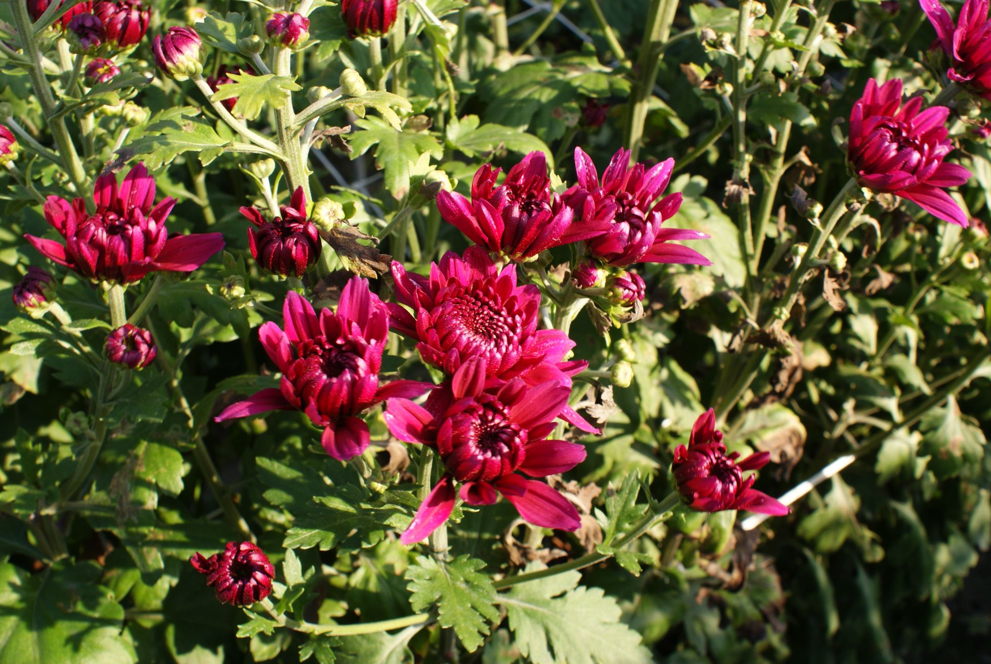 永靖花卉紫紅色菊花